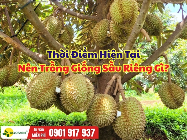 Nên Trồng Sầu Riêng Gì? Gợi Ý Giống Phù Hợp Thị Trường Hiện Nay