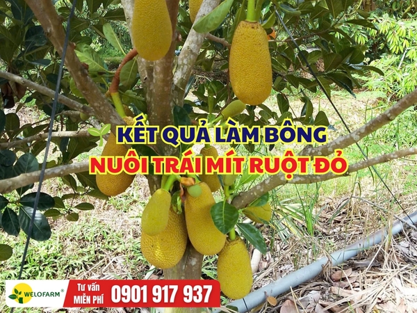 🌱 KẾT QUẢ LÀM BÔNG - NUÔI TRÁI MÍT RUỘT ĐỎ   