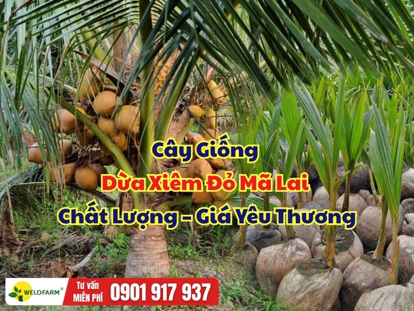 Cây Giống Dừa Xiêm Đỏ Mã Lai – Giá Sỉ Từ 4x.000 Đồng/Cây