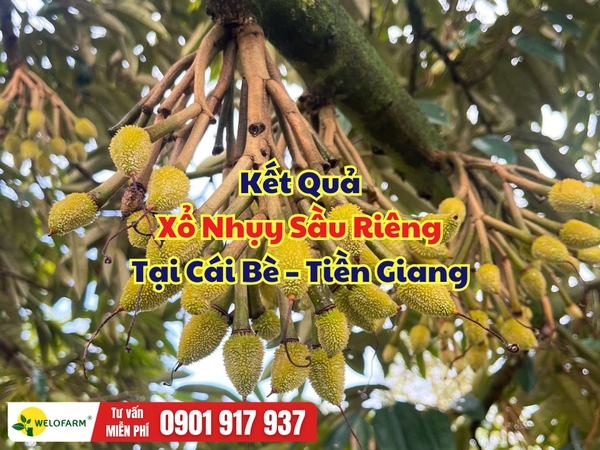 🌸 KẾT QUẢ XỔ NHỤY SẦU RIÊNG TẠI CÁI BÈ – TIỀN GIANG