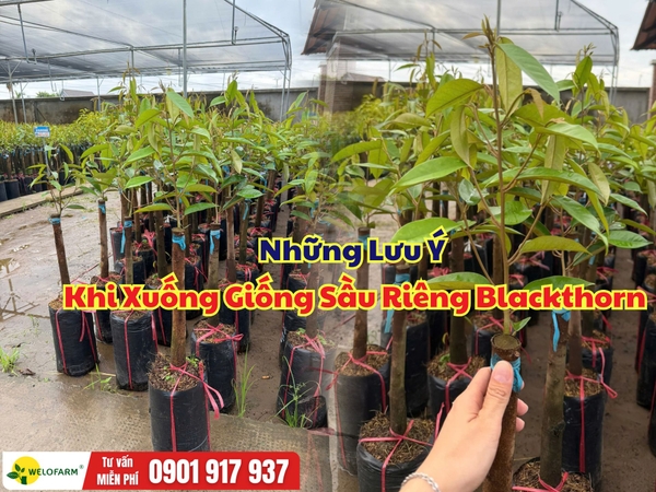 Sầu Riêng Blackthorn – Những Điều Cần Lưu Ý Khi Trồng Và Chăm Sóc