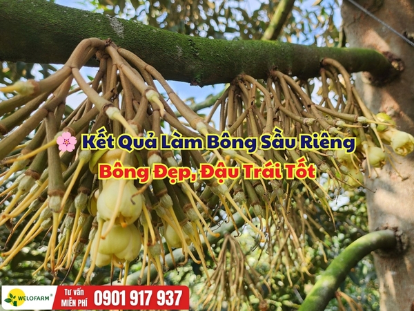 🌸 KẾT QUẢ LÀM BÔNG SẦU RIÊNG – BÔNG ĐẸP, ĐẬU TRÁI TỐT