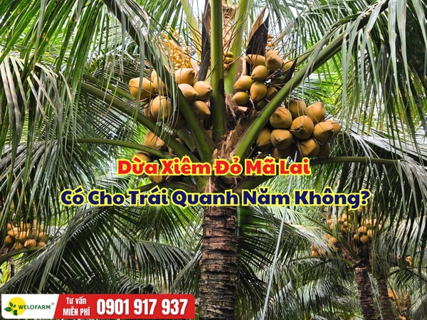 Dừa Xiêm Đỏ Mã Lai Có Cho Trái Quanh Năm Không?