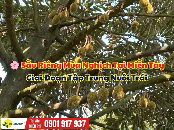 🌸 SẦU RIÊNG MÙA NGHỊCH TẠI MIỀN TÂY – GIAI ĐOẠN TẬP TRUNG NUÔI TRÁI