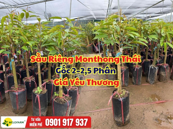  SẦU RIÊNG MONTHONG THÁI GỐC 2–2,5 PHÂN – GIÁ CỰC MỀM