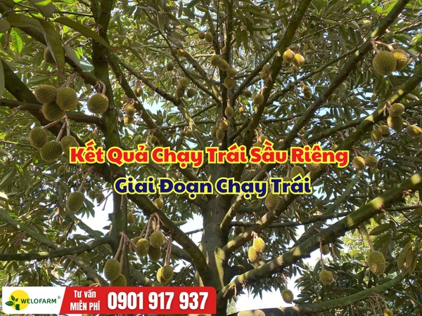 🌸 KẾT QUẢ CHẠY TRÁI SẦU RIÊNG – GIAI ĐOẠN CHẠY TRÁI