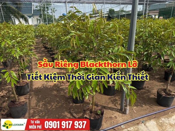 SẦU RIÊNG BLACKTHORN LỠ – TIẾT KIỆM THỜI GIAN KIẾN THIẾT