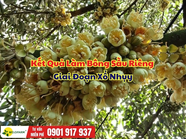 🌸 KẾT QUẢ LÀM BÔNG SẦU RIÊNG – GIAI ĐOẠN XỔ NHỤY