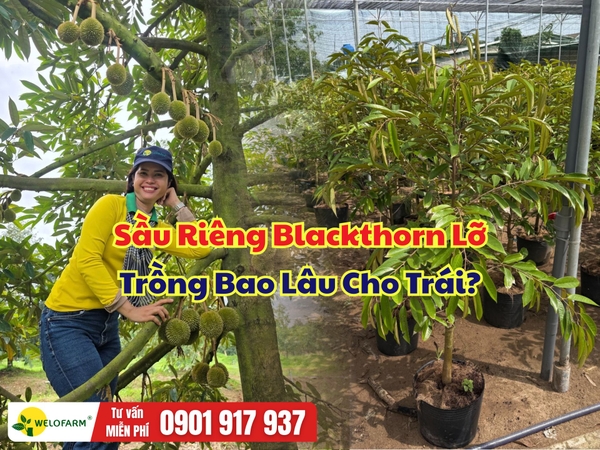 Sầu Riêng Blackthorn Lỡ Trồng Bao Lâu Cho Trái?