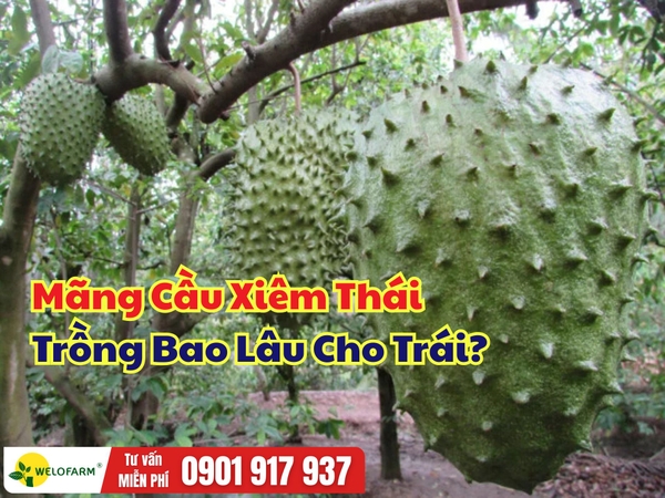 Mãng Cầu Xiêm Thái Trồng Bao Lâu Cho Trái? Giải Đáp Chi Tiết Cho Nhà Vườn