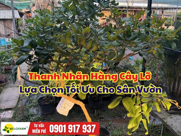 Thanh Nhãn Cây Lỡ Sẵn Bông – Giải Pháp Nhanh Có Cây Lớn, Sớm Thu Hoạch