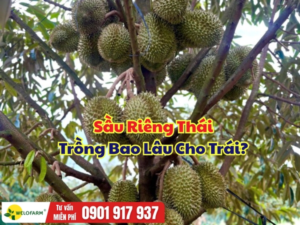 Sầu Riêng Monthong Thái Trồng Bao Lâu Cho Trái? Giải Đáp Chi Tiết Cho Nhà Vườn