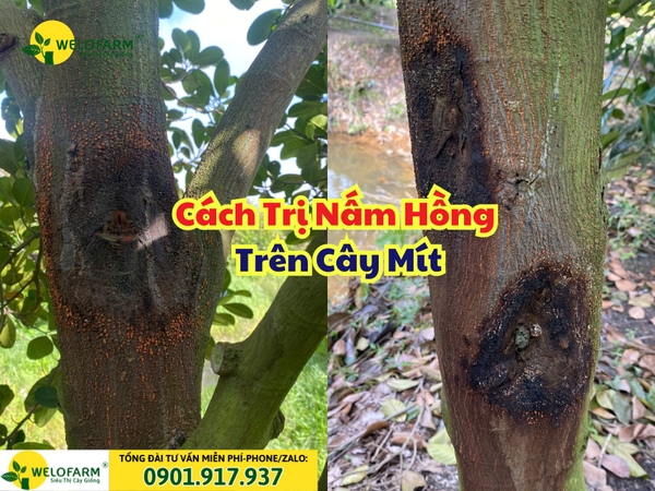 🍄 CÁCH TRỊ NẤM HỒNG TRÊN CÂY MÍT 