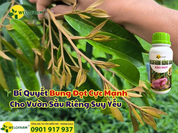 🌱 Bí Quyết Bung Đọt Cực Mạnh Cho Vườn Sầu Riêng Suy Yếu