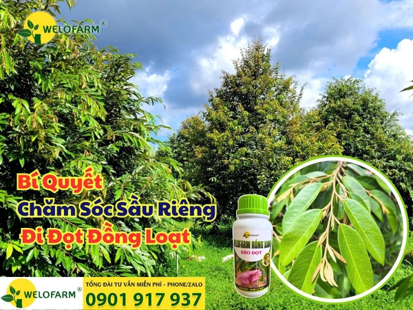 🌿 Bí Quyết Chăm Sóc Sầu Riêng – Cây Sung, Đi Đọt Đồng Loạt