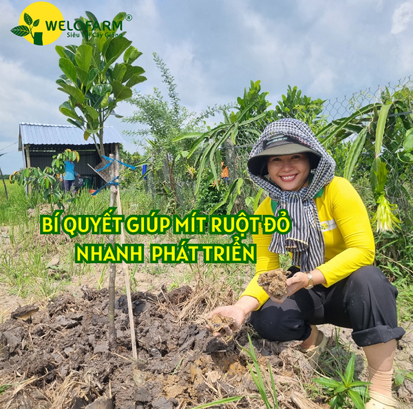 Top 5 Điều Cần Lưu Ý Để Giúp Mít Ruột Đỏ Nhanh Phát Triển