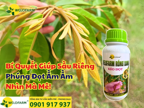 🌿 Bí Quyết Giúp Sầu Riêng Phúng Đọt Ầm Ầm – Nhìn Mà Mê!