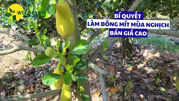 💯 Bí Quyết Làm Bông Mít Mùa Nghịch - Ra Bông Đồng Loạt, Bán Giá Cao