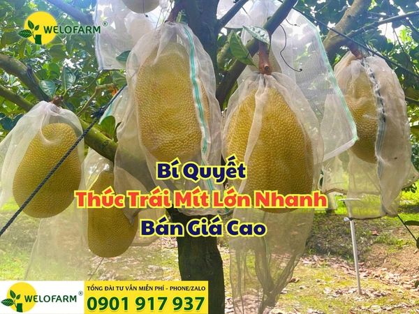 ⚡ BÍ QUYẾT THÚC TRÁI MÍT LỚN NHANH – BÁN GIÁ CAO