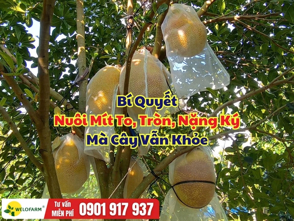 ⚡ Bí Quyết Nuôi Mít To, Tròn, Nặng Ký Mà Cây Vẫn Khỏe