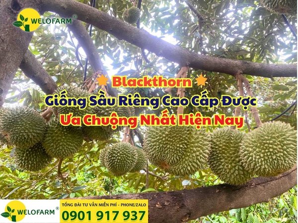 🌟 Blackthorn – Giống Sầu Riêng Cao Cấp Được Ưa Chuộng Nhất Hiện Nay