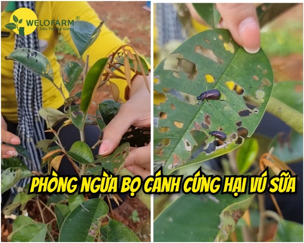 Cách Phòng Và Trị Bọ Cánh Cứng Hại Vú Sữa
