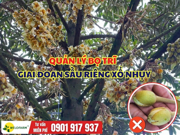 Cách Quản Lý Bọ Trĩ Sầu Riêng Giai Đoạn Xổ Nhụy