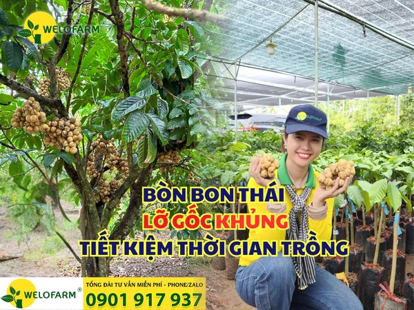 🌳 BÒN BON THÁI LỠ GỐC KHỦNG – TIẾT KIỆM THỜI GIAN TRỒNG