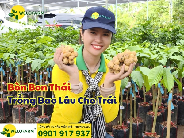 ⚡ Bòn Bon Thái Trồng Bao Lâu Cho Trái?