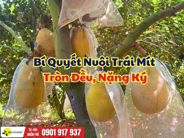 Bón Phân Gì Nuôi Trái Mít? Bí Quyết Giúp Trái To Đều, Nặng Ký, Hạn Chế Tóp Đầu