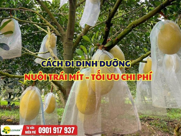 Cách Đi Dinh Dưỡng Nuôi Trái Mít – Tối Ưu Chi Phí