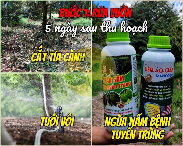 QUY TRÌNH PHỤC HỒI SẦU RIÊNG SAU THU HOẠCH HIỆU QUẢ - ÍT TỐN KÉM CHO VÙNG TÂY NGUYÊN
