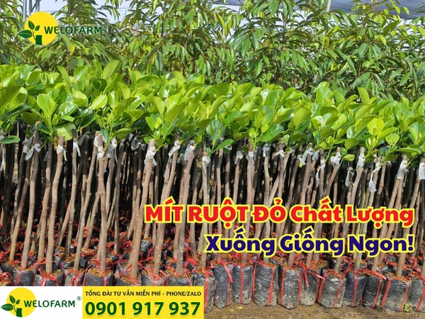 🌱 CÁCH NHẬN BIẾT CÂY GIỐNG MÍT RUỘT ĐỎ CHẤT LƯỢNG – ĐÚNG GIỐNG