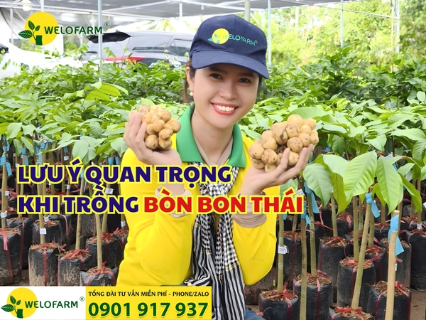 🌼NHỮNG LƯU Ý QUAN TRỌNG KHI TRỒNG BÒN BON THÁI
