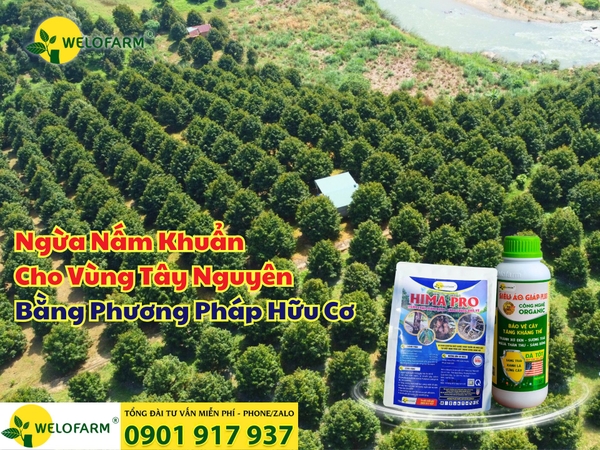 ⚡ Cách Ngừa Nấm Khuẩn Cho Sầu Riêng Tây Nguyên Mùa Mưa