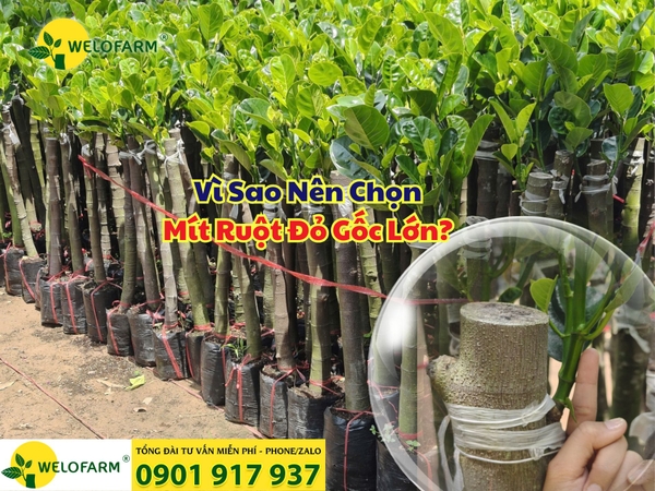 ⚡ Vì Sao Nên Chọn Mít Ruột Đỏ Gốc Lớn?