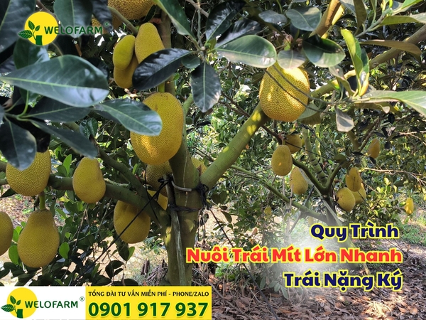 💥 Cách Nuôi Trái Mít Lớn Nhanh – Trái Nặng Ký - Dễ Dàng Đạt Loại 1