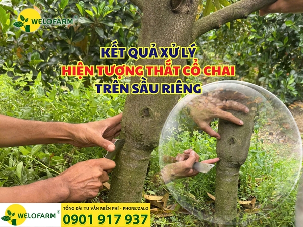 ⚡ KẾT QUẢ XỬ LÝ HIỆN TƯỢNG THẮT CỔ CHAI TRÊN SẦU RIÊNG