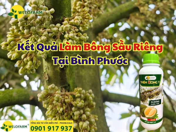 🎉 Kết Quả Làm Bông Sầu Riêng Tại Bình Phước