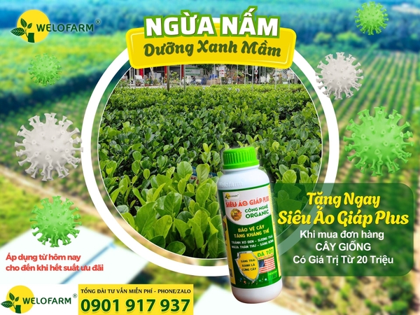 🌧 Xuống giống mùa mưa – Không lo nấm khuẩn 🌿