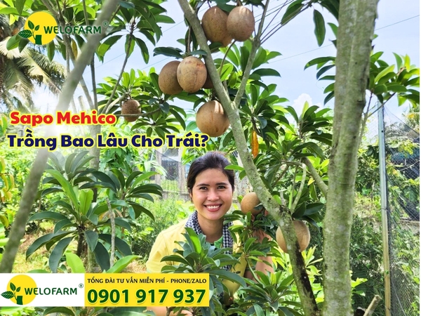 🍈 SAPO MEHICO TRỒNG BAO LÂU CHO TRÁI?