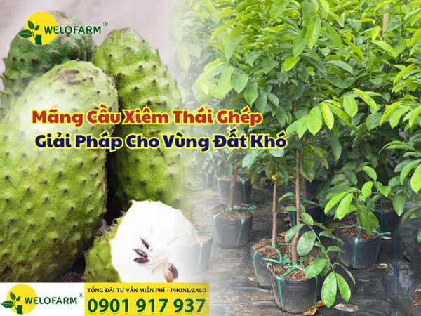⚡ Mãng Cầu Xiêm Thái Ghép – Giải Pháp Cho Vùng Đất Khó 