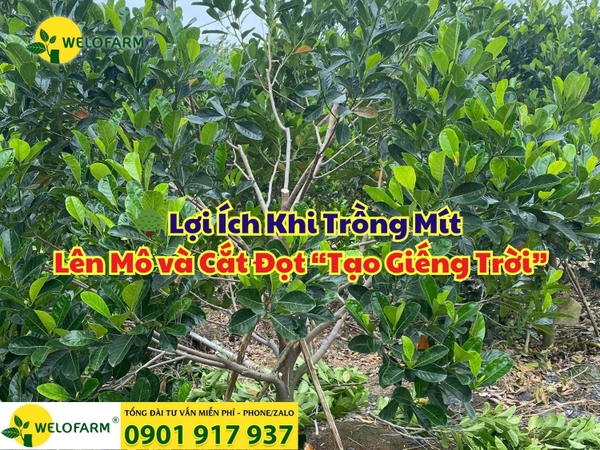 🌳 Lợi Ích Khi Trồng Mít Lên Mô và Cắt Đọt “Tạo Giếng Trời”