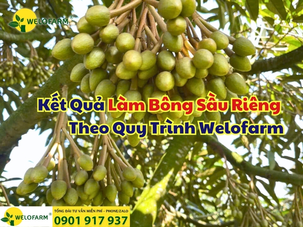 🌸 Chia Sẻ Kết Quả Làm Bông Sầu Riêng Theo Quy Trình Welofarm