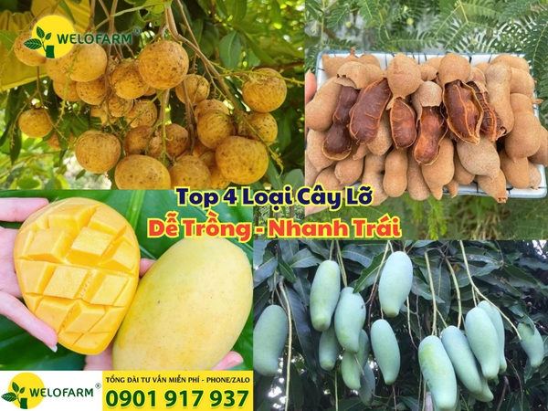 TOP 4 Giống Cây Lỡ Dễ Trồng – Dễ Chăm – Nhanh Trái 🌱