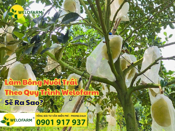 🌸 Làm Bông Nuôi Trái Mít Theo Quy Trình Welofarm Sẽ Ra Sao?