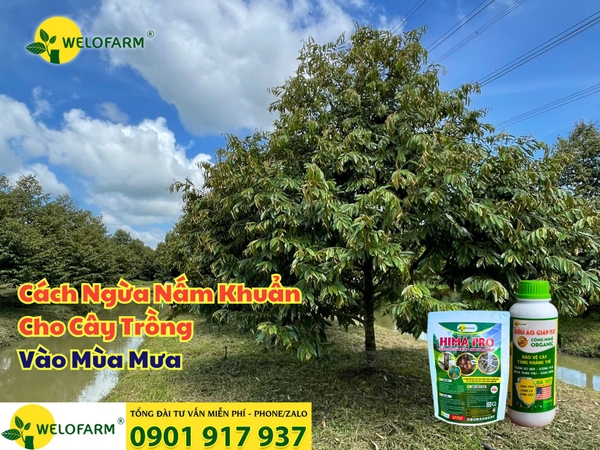 ⚡ Ngừa Nấm Khuẩn Tuyệt Đối Cho Cây Trồng Mùa Mưa