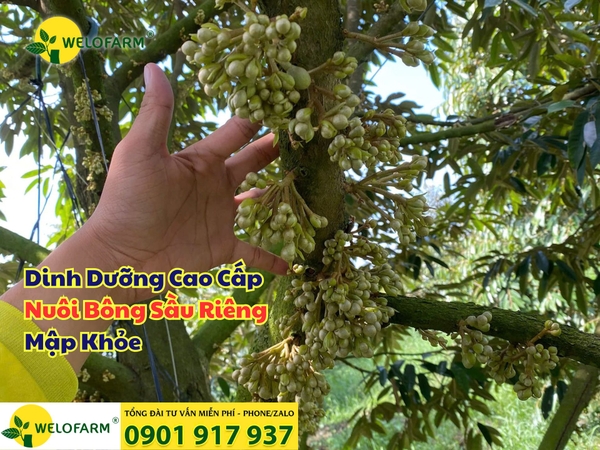 🌸 Cách Nuôi Bông Sầu Riêng Bằng Dinh Dưỡng Chất Lượng Cao