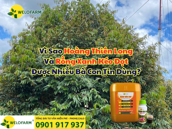 💚 Vì Sao Hoàng Thiên Long Và Rồng Xanh Kéo Đọt Được Nhiều Bà Con Tin Dùng?