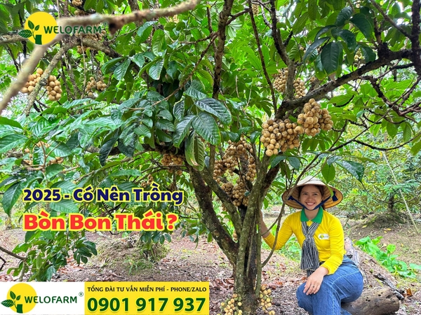 ⚡ Có Nên Trồng Bòn Bon Thái Năm 2025?